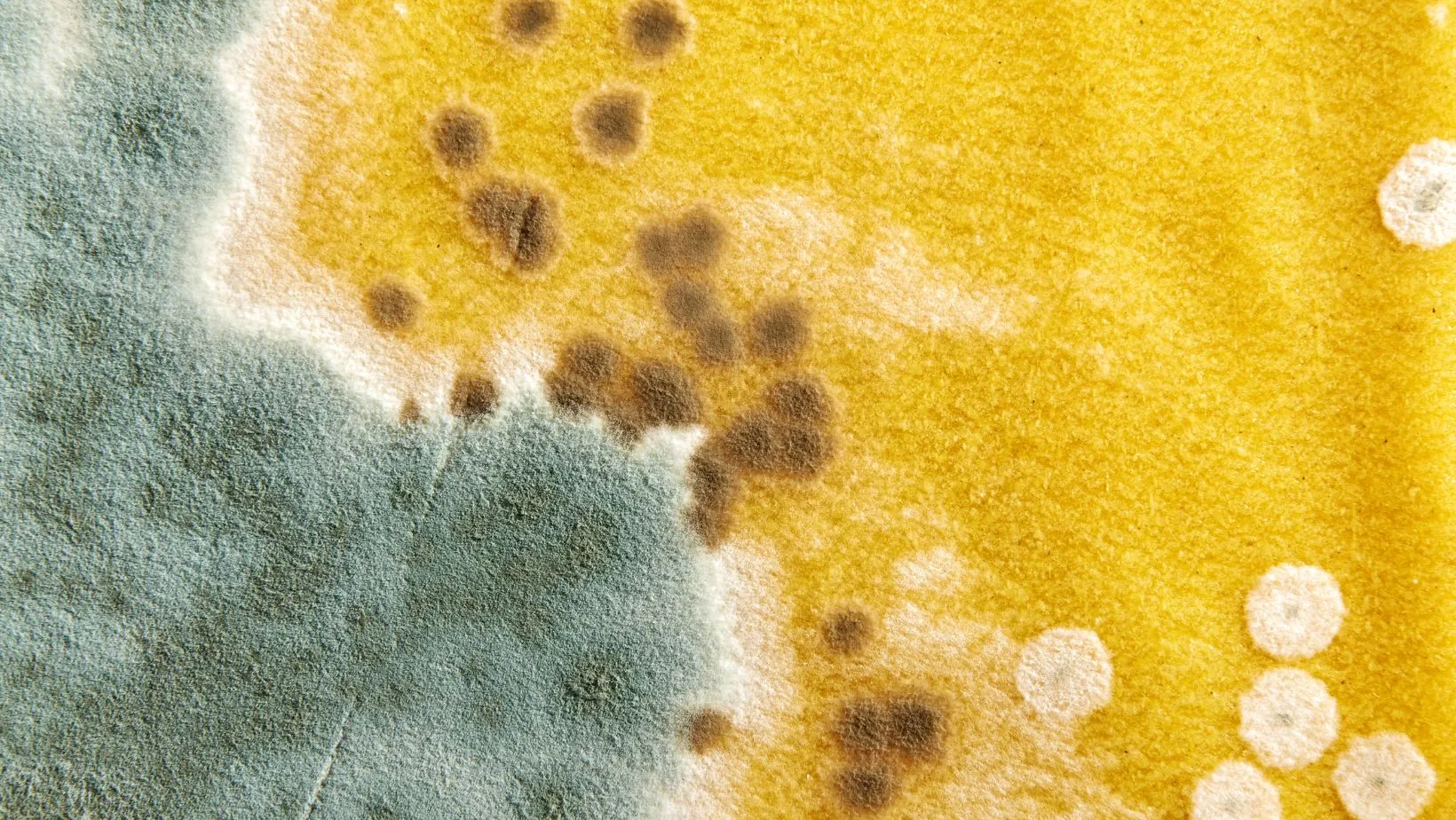 Image3